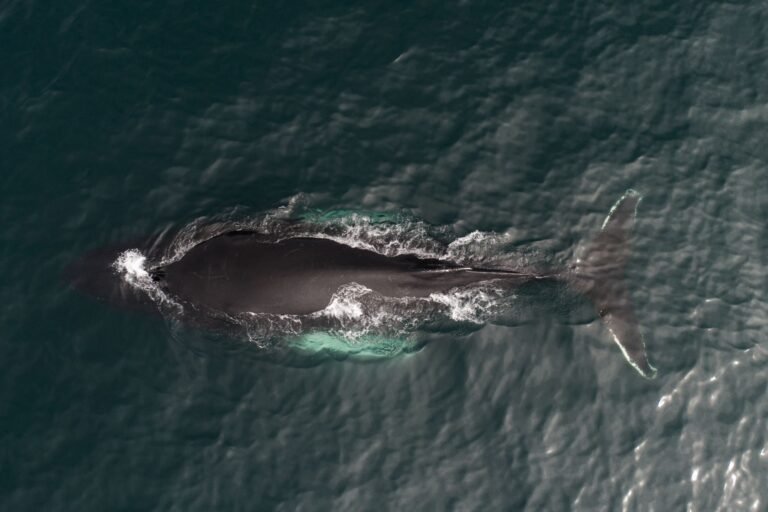 XRP Whale That Stacked Above $2 Just Moved 82 Million Tokens