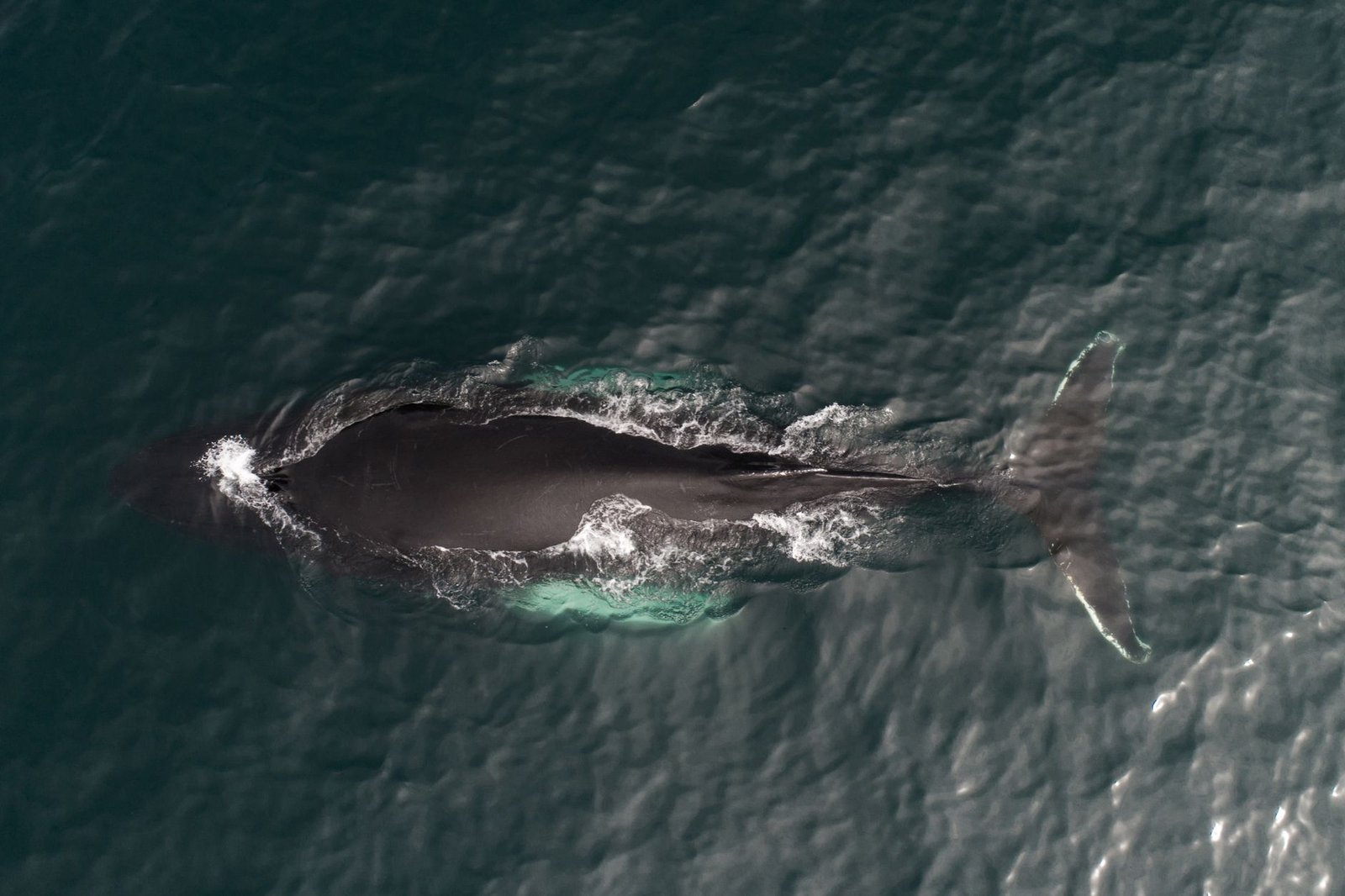 XRP Whale That Stacked Above $2 Just Moved 82 Million Tokens