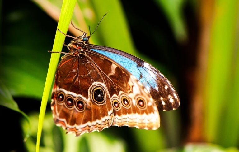 Morpho Opens Robinhood Stock Tokens to Stablecoin Borrowing