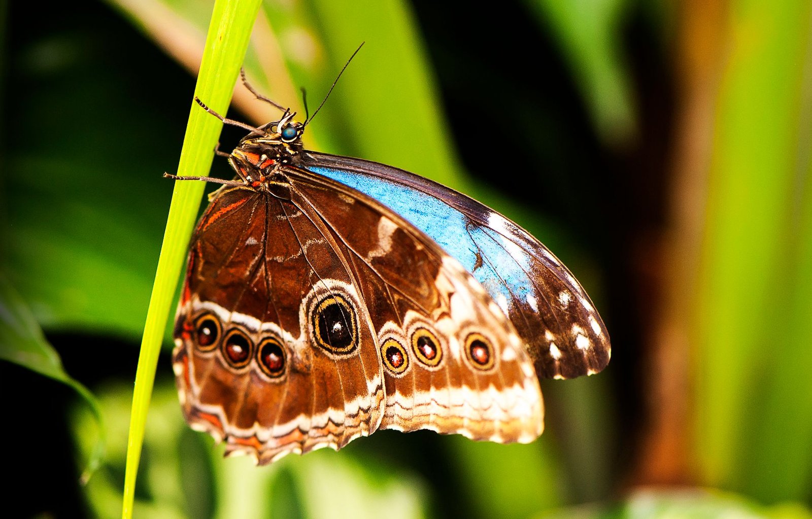 Morpho Opens Robinhood Stock Tokens to Stablecoin Borrowing