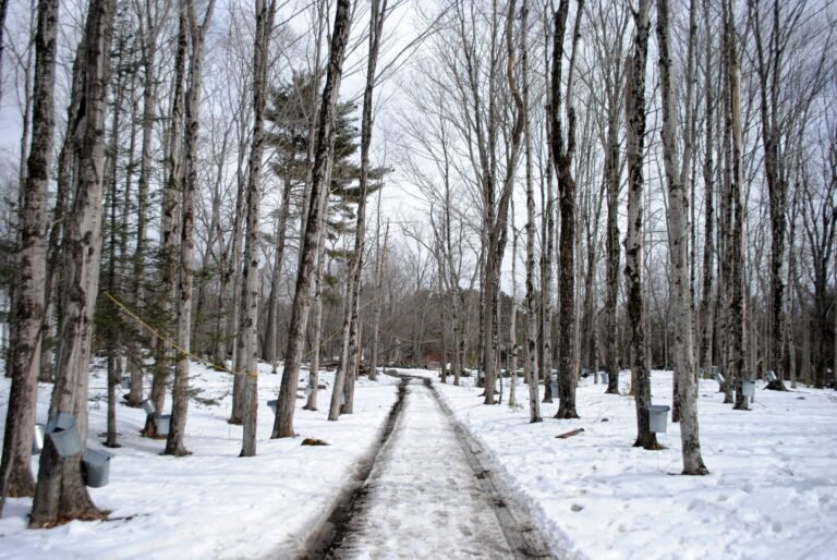Maple’s SYRUP Slides 24% in a Week, Underperforming Bitcoin and Ether