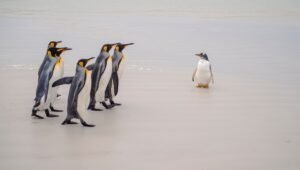 Pudgy Penguins-backed Abstract to shut down after ‘tens of millions’ in losses