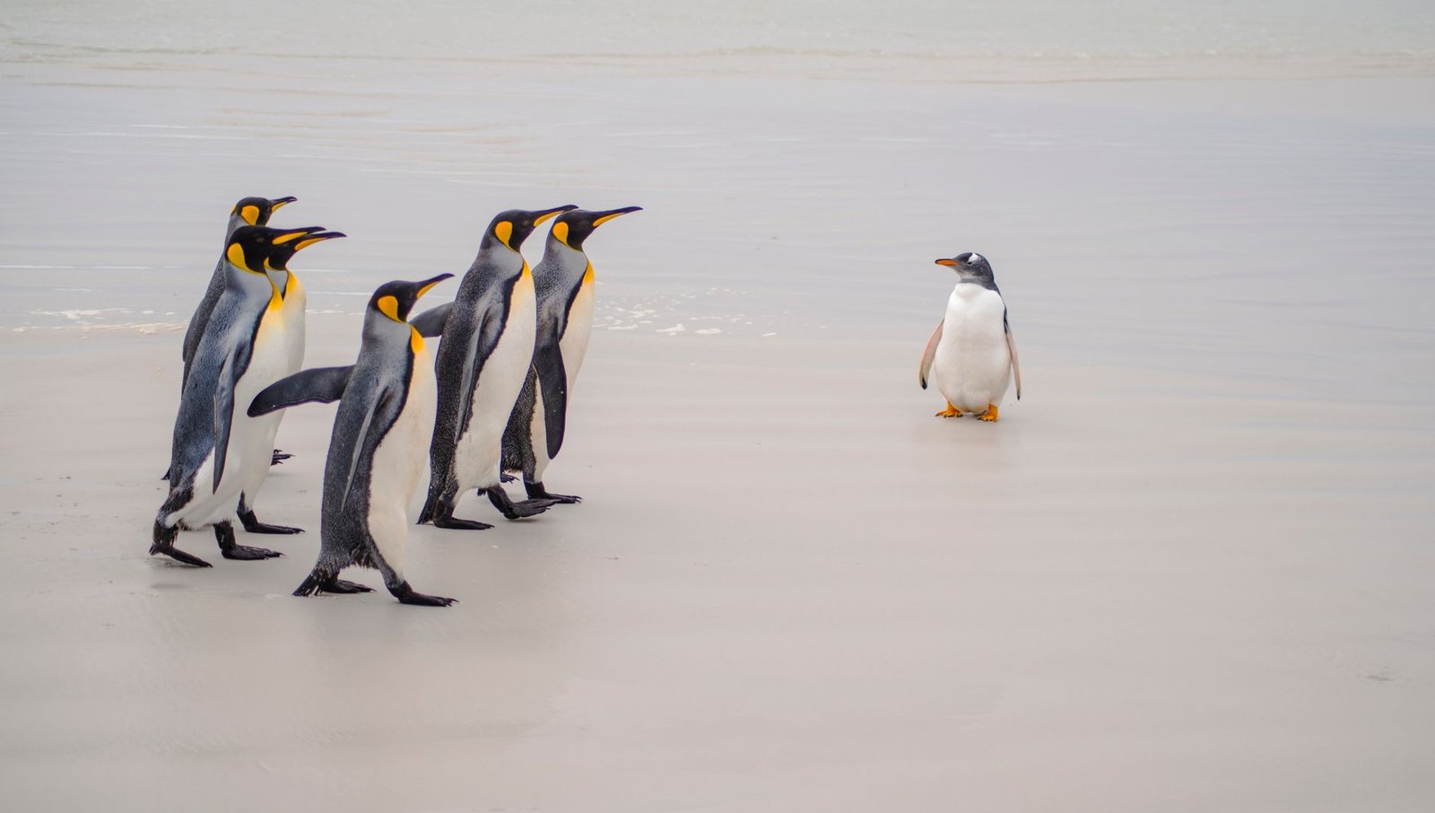 Pudgy Penguins-backed Abstract to shut down after ‘tens of millions’ in losses