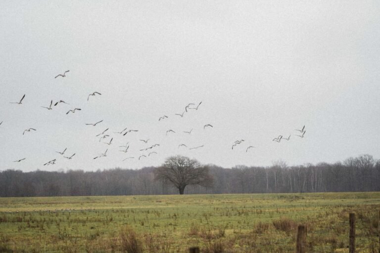 Birds Across Europe Flee Sooner When a Woman Approaches Than a Man, and Scientists Have No Idea Why