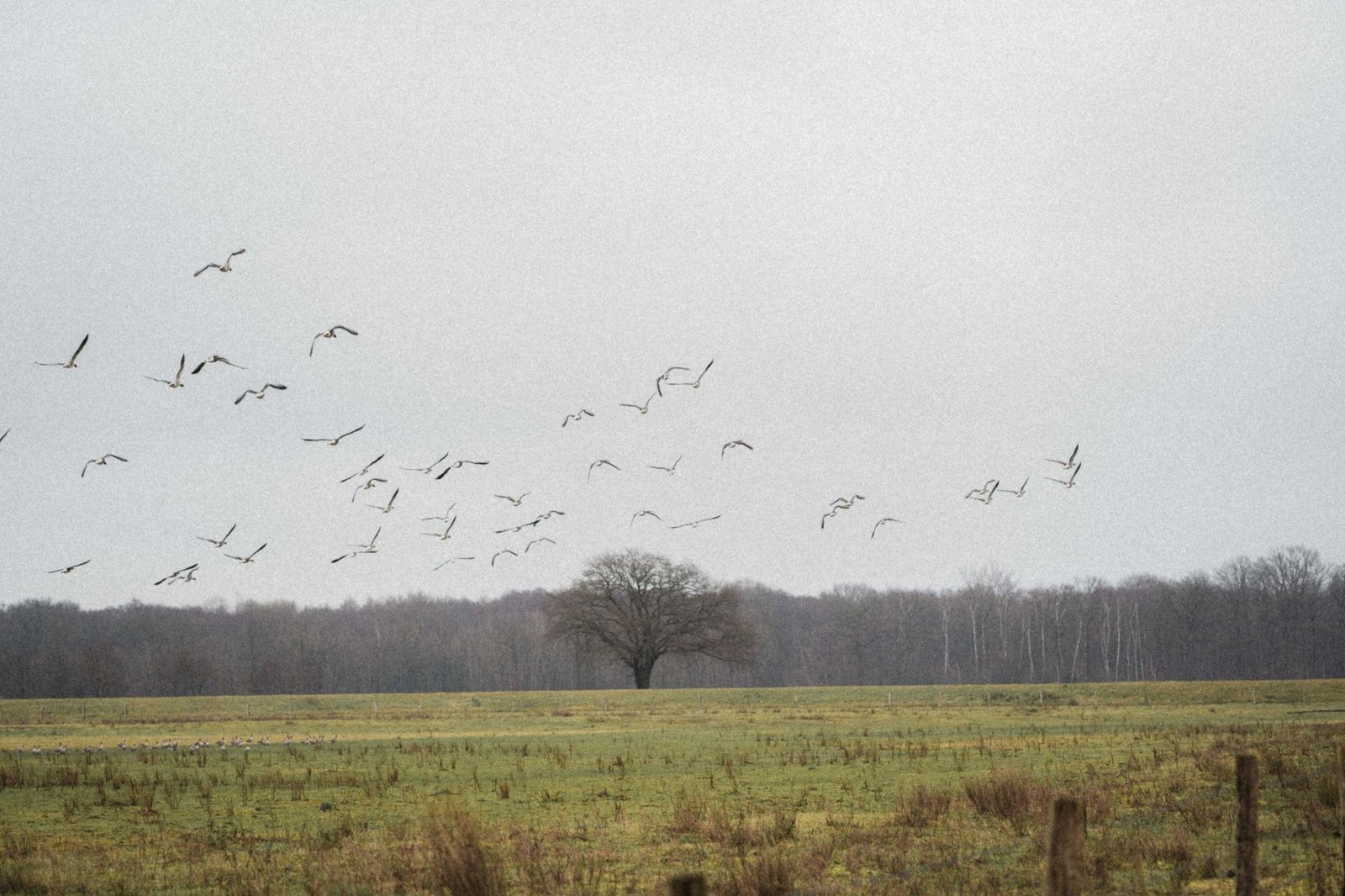 Birds Across Europe Flee Sooner When a Woman Approaches Than a Man, and Scientists Have No Idea Why