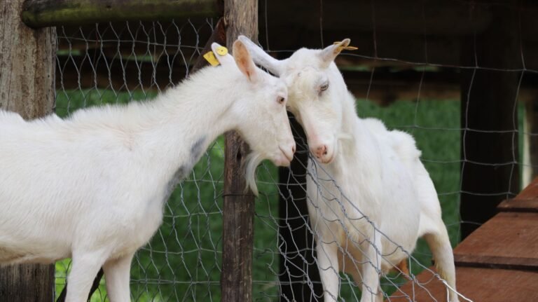 Square Tech and GOAT Network Sign MOU to Advance AI Agent-Powered Stablecoin Payments in South Korea