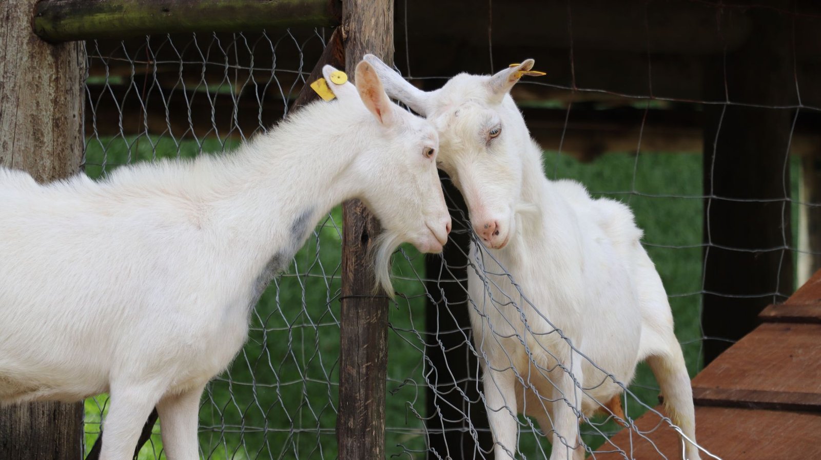 Square Tech and GOAT Network Sign MOU to Advance AI Agent-Powered Stablecoin Payments in South Korea