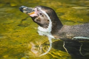 Pudgy Penguins Team to Shutter Ethereum Layer 2 Network Abstract