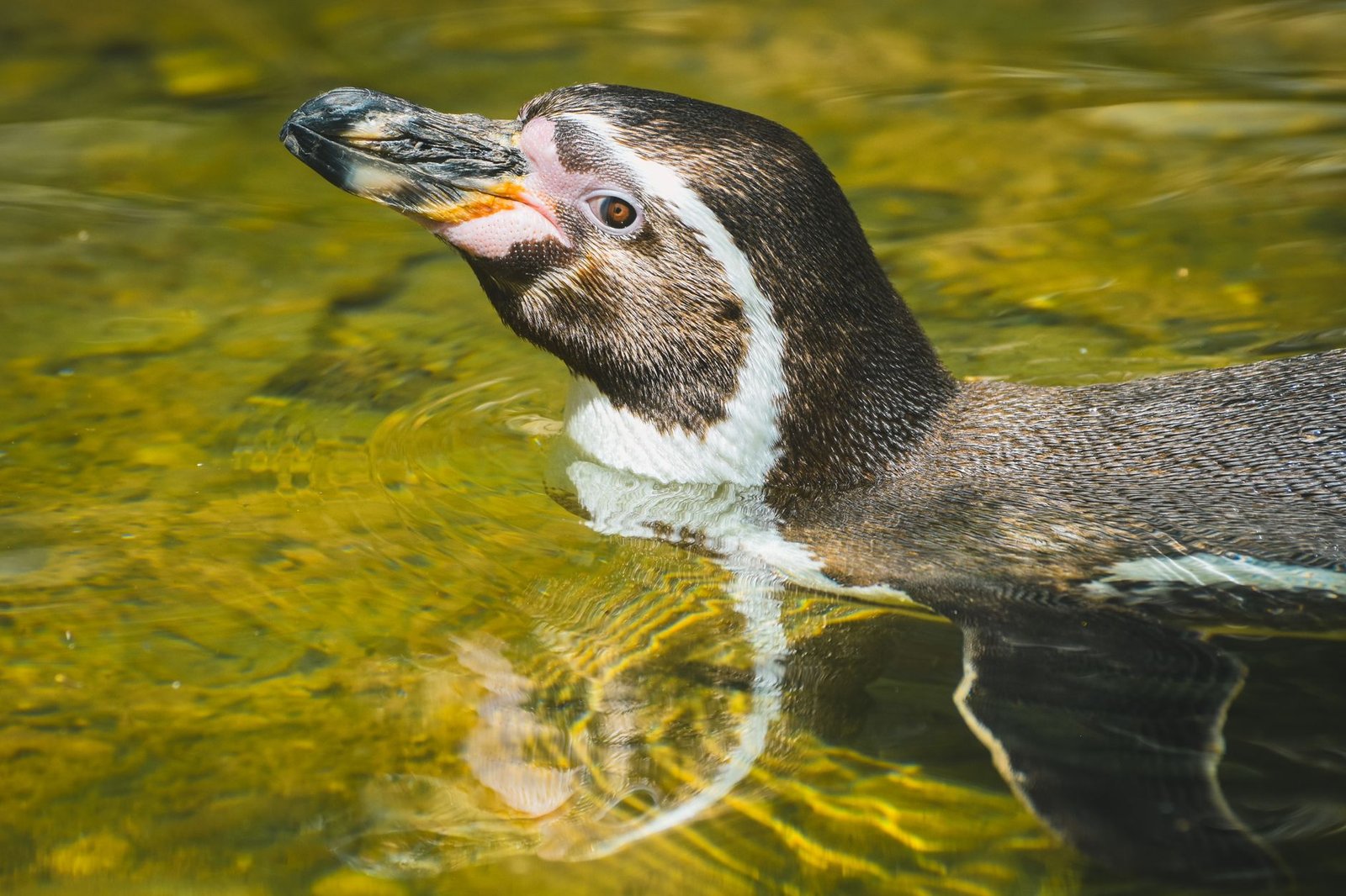 Pudgy Penguins Team to Shutter Ethereum Layer 2 Network Abstract