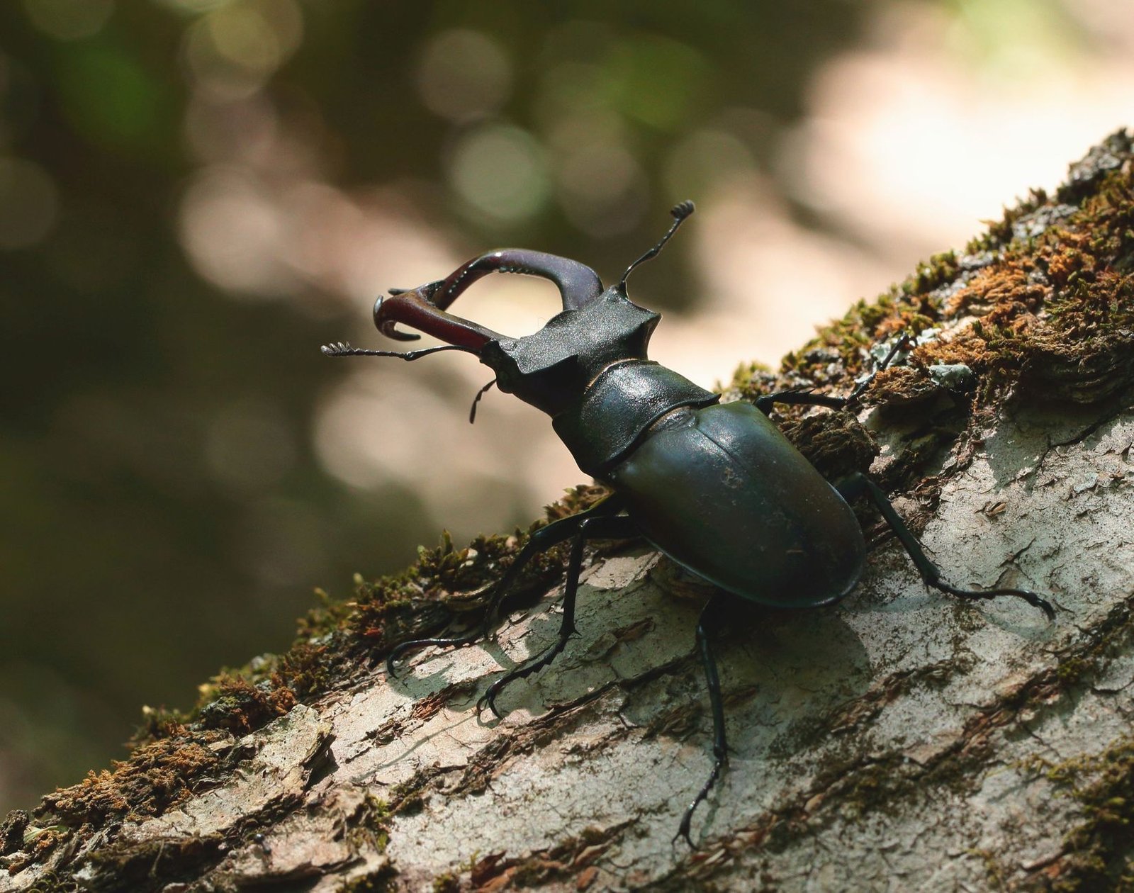 NEAR Intents Bug Sends $3.8M Racing Across Crypto Networks
