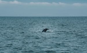 Bitcoin whale that sat through the March 2020 crash moves $378 million