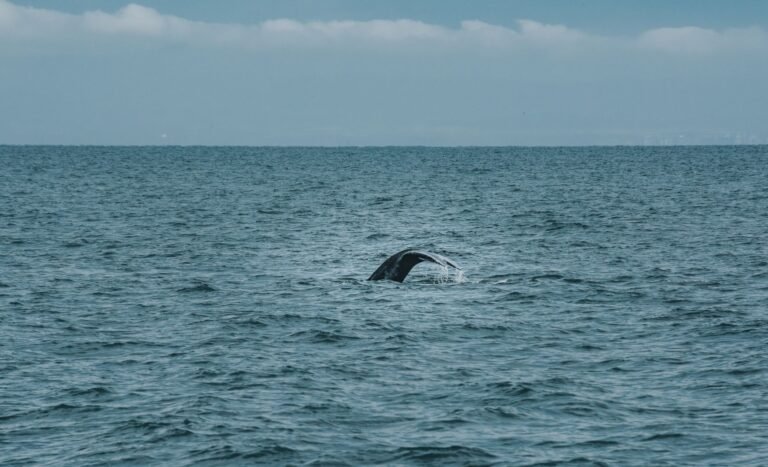 Bitcoin whale that sat through the March 2020 crash moves $378 million
